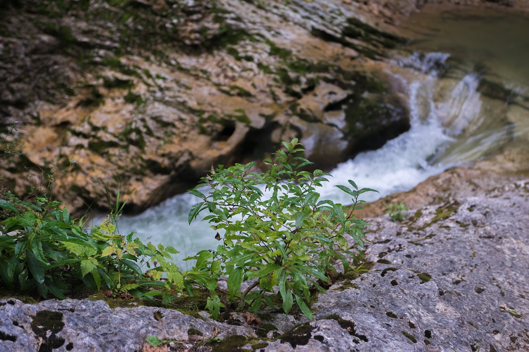 Стекающая вода Курджипса