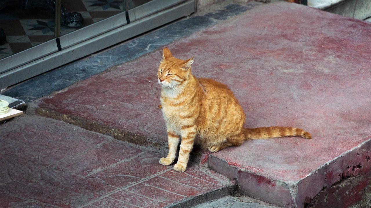 Стамбульская кошечка