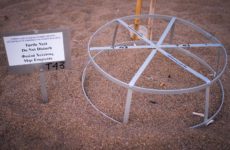 Черепаший пляж Лара рядом с Авакасом